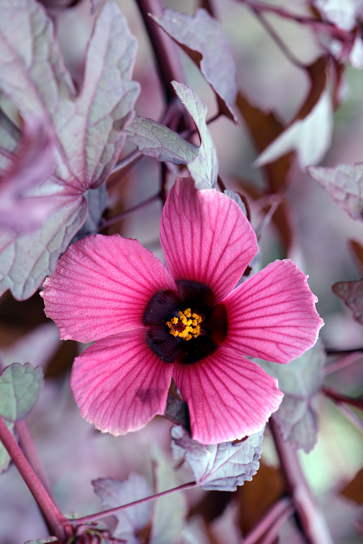 Cranberry Hibiscus Tea - Southern Sol