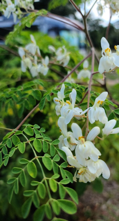 Moringa Flower Essence - Southern Sol